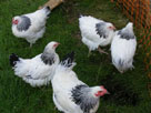 light sussex hens for sale cornwall